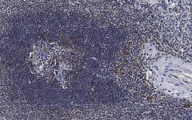 Anti-Serpin B9 Antibody, clone 7D8 clone 7D8, from mouse