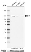 Monoclonal Anti-CDH1 antibody produced in mouse Prestige Antibodies® Powered by Atlas Antibodies, clone CL1180, purified immunoglobulin, buffered aqueous glycerol solution
