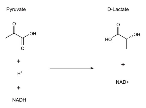 D -莱氏乳杆菌乳酸脱氢酶 lyophilized powder, 150-500&#160;units/mg protein