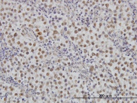 Monoclonal Anti-MAP2K3, (N-terminal) antibody produced in mouse clone 1D10, purified immunoglobulin, buffered aqueous solution