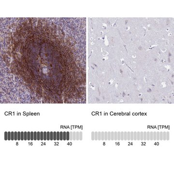 Anti-CR1 antibody produced in rabbit Prestige Antibodies&#174; Powered by Atlas Antibodies, affinity isolated antibody, buffered aqueous glycerol solution