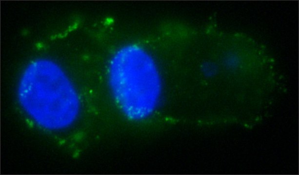 Anti-EpCAM ICD antibody, Mouse monoclonal clone 4A7, purified from hybridoma cell culture