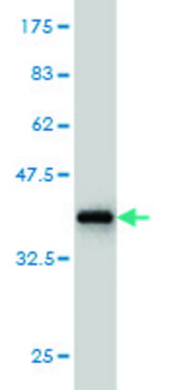 Monoclonal Anti-FUT2 antibody produced in mouse clone 4C12, purified immunoglobulin, buffered aqueous solution