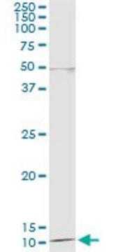 Monoclonal Anti-DDT antibody produced in mouse clone 1D5, purified immunoglobulin, buffered aqueous solution