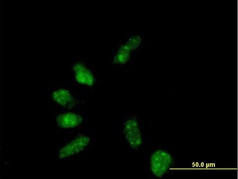 Anti-GTF2B antibody produced in mouse purified immunoglobulin, buffered aqueous solution