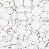 Anti-FAM213A antibody produced in rabbit Prestige Antibodies® Powered by Atlas Antibodies, affinity isolated antibody, buffered aqueous glycerol solution