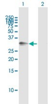 Anti-ATP1B3 antibody produced in mouse purified immunoglobulin, buffered aqueous solution