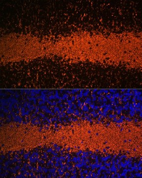 Anti-Myelin Basic Protein antibody produced in rabbit