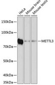 Anti- METTL3 antibody produced in rabbit