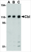Anti-Cbl antibody produced in rabbit affinity isolated antibody, buffered aqueous solution