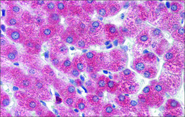 Anti-DBP (AB1) antibody produced in rabbit affinity isolated antibody