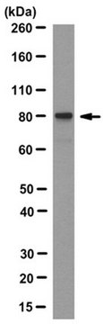 Anti-KSRP Antibody, clone Ab5 clone Ab5, from mouse