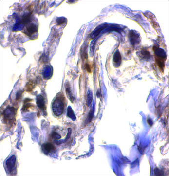 Anti-ARTS antibody produced in rabbit affinity isolated antibody, buffered aqueous solution