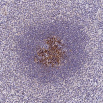 Anti-IL37 antibody produced in rabbit Prestige Antibodies&#174; Powered by Atlas Antibodies, affinity isolated antibody, buffered aqueous glycerol solution