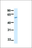 Anti-BTN2A1, (N-terminal) antibody produced in rabbit affinity isolated antibody