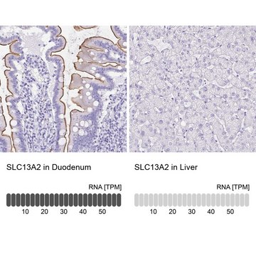 Anti-SLC13A2 antibody produced in rabbit Prestige Antibodies&#174; Powered by Atlas Antibodies, affinity isolated antibody, buffered aqueous glycerol solution