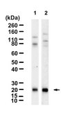 Anti-ICOS/CD278 Antibody, clone 1D20 ZooMAb® Rabbit Monoclonal recombinant, expressed in HEK 293 cells