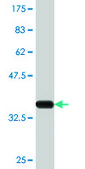 Monoclonal Anti-CYP24A1, (C-terminal) antibody produced in mouse clone 1E1, purified immunoglobulin, buffered aqueous solution