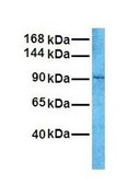 Anti-LIG4 antibody produced in rabbit IgG fraction of antiserum