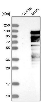 Anti-MTF1 antibody produced in rabbit Prestige Antibodies&#174; Powered by Atlas Antibodies, affinity isolated antibody, buffered aqueous glycerol solution