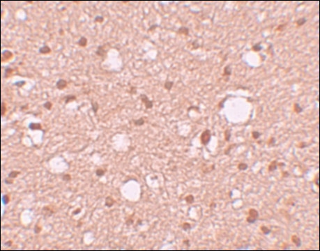 Anti-APBA2 antibody produced in rabbit affinity isolated antibody, buffered aqueous solution