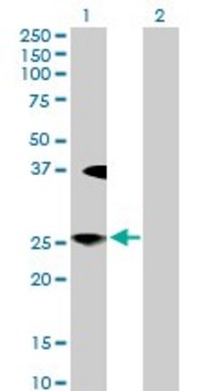 Anti-LFNG antibody produced in rabbit purified immunoglobulin, buffered aqueous solution