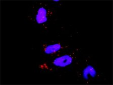 Monoclonal Anti-RHOA antibody produced in mouse clone 1C1, purified immunoglobulin, buffered aqueous solution