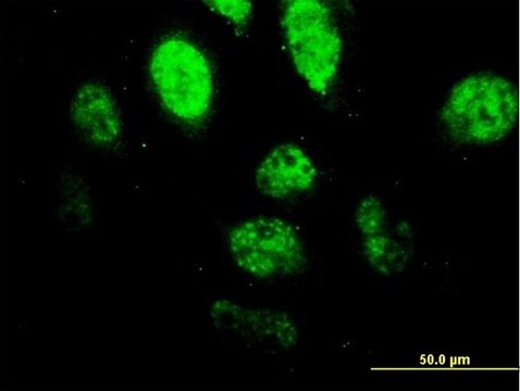 Monoclonal Anti-SPI1, (N-terminal) antibody produced in mouse clone 2G1, purified immunoglobulin, buffered aqueous solution