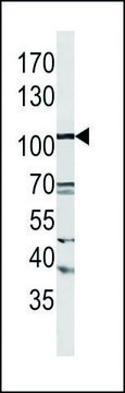 Anti-LGR5 (N-term) antibody produced in rabbit IgG fraction of antiserum, buffered aqueous solution