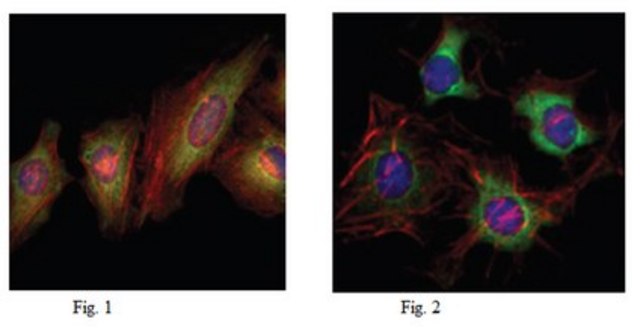 Anti-EphB2 Antibody, clone 2D12C6 ascites fluid, clone 2D12C6, from mouse