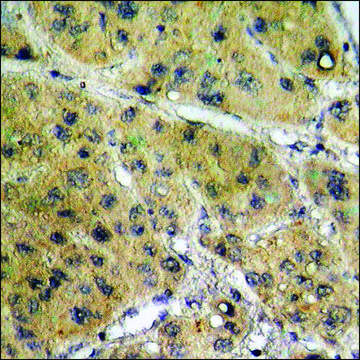 Anti-phospho-HSL (pSer855/554) antibody produced in rabbit affinity isolated antibody