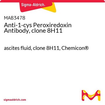 Anti-1-cys Peroxiredoxin Antibody, clone 8H11 ascites fluid, clone 8H11, Chemicon&#174;