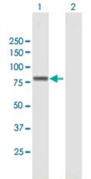 Anti-ZNF263 antibody produced in mouse purified immunoglobulin, buffered aqueous solution