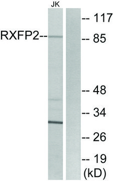 Anti-RXFP2 antibody produced in rabbit affinity isolated antibody