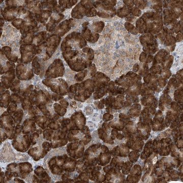 Anti-RPL34 antibody produced in rabbit Prestige Antibodies&#174; Powered by Atlas Antibodies, affinity isolated antibody, buffered aqueous glycerol solution