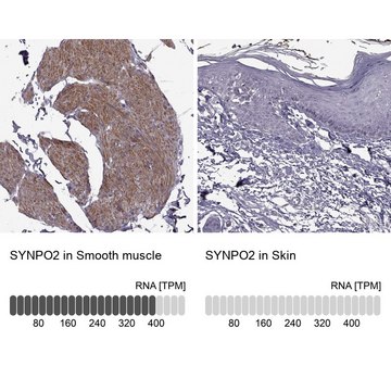 Anti-SYNPO2 antibody produced in rabbit Prestige Antibodies&#174; Powered by Atlas Antibodies, affinity isolated antibody