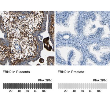 Anti-FBN2 antibody produced in rabbit Prestige Antibodies&#174; Powered by Atlas Antibodies, affinity isolated antibody, buffered aqueous glycerol solution