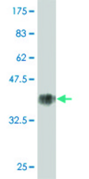 Monoclonal Anti-KRT1 antibody produced in mouse clone 2A7, purified immunoglobulin, buffered aqueous solution