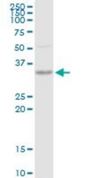 Anti-SNX11 antibody produced in rabbit purified immunoglobulin, buffered aqueous solution