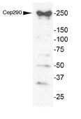 Anti-CEP290 from rabbit