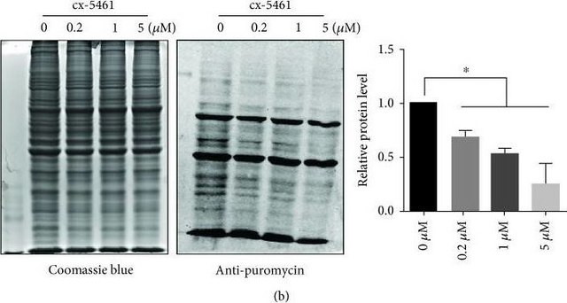 Anti-Puromycin, clone 12D10, Alexa Fluor&#8482; 488 Conjugate Antibody clone 12D10, 0.5&#160;mg/mL, from mouse