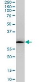 Monoclonal Anti-RGS20 antibody produced in mouse clone 3E10, purified immunoglobulin, buffered aqueous solution