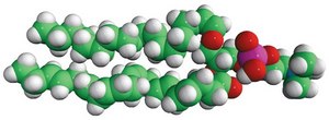 C18(Plasm)-22:6 PC 1-(1Z-octadecenyl)-2-docosahexaenoyl-sn-glycero-3-phosphocholine, chloroform