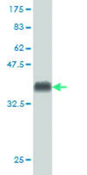 Monoclonal Anti-CSPG5 antibody produced in mouse clone 5C11, purified immunoglobulin, buffered aqueous solution