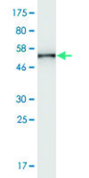 Monoclonal Anti-SH3GL2 antibody produced in mouse clone 2C4, ascites fluid, solution