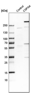 Anti-CSPG4 antibody produced in rabbit Prestige Antibodies&#174; Powered by Atlas Antibodies, affinity isolated antibody, buffered aqueous glycerol solution