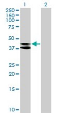 Anti-MRPS9 antibody produced in mouse purified immunoglobulin, buffered aqueous solution