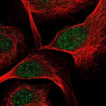 Anti-TCF7 antibody produced in rabbit Prestige Antibodies&#174; Powered by Atlas Antibodies, affinity isolated antibody