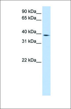 Anti-NCF4 antibody produced in rabbit affinity isolated antibody