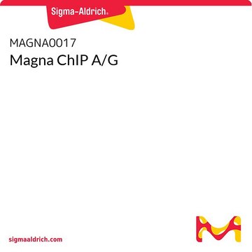 Magna ChIP A/G染色质免疫沉淀试剂盒